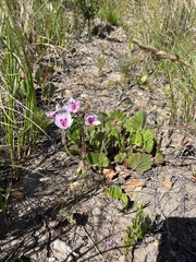 Pelargonium elegans (Pelargonium elegans)