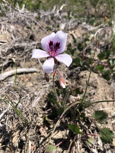 Pelargonium elegans (Pelargonium elegans)