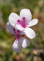 Pelargonium elegans (Pelargonium elegans)
