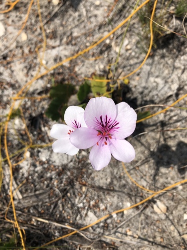Pelargonium elegans (Pelargonium elegans)