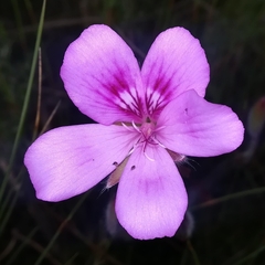 Pelargonium elegans (Pelargonium elegans)