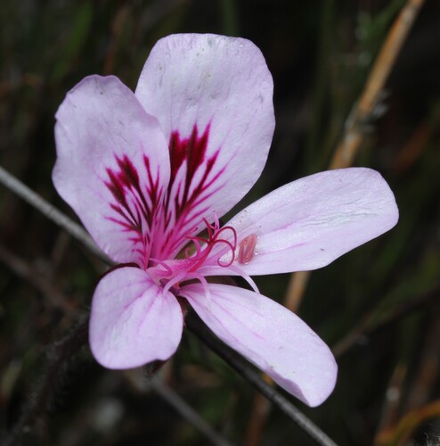 Pelargonium elegans (Pelargonium elegans)