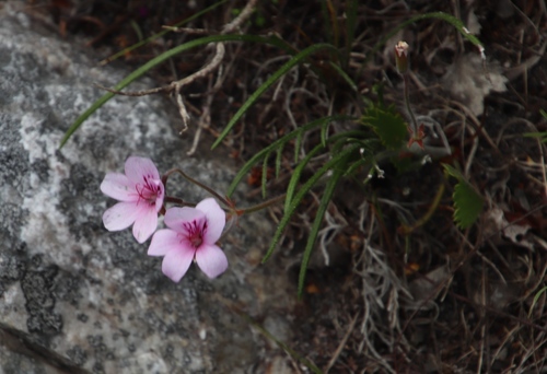 Pelargonium elegans (Pelargonium elegans)