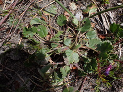 Pelargonium elegans (Pelargonium elegans)