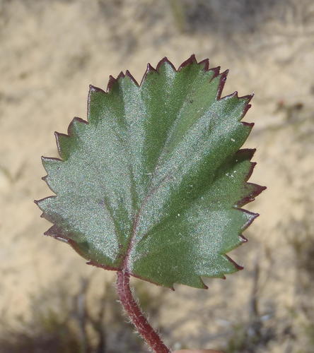 Pelargonium elegans (Pelargonium elegans)
