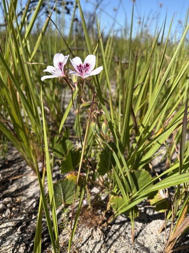 Pelargonium elegans (Pelargonium elegans)