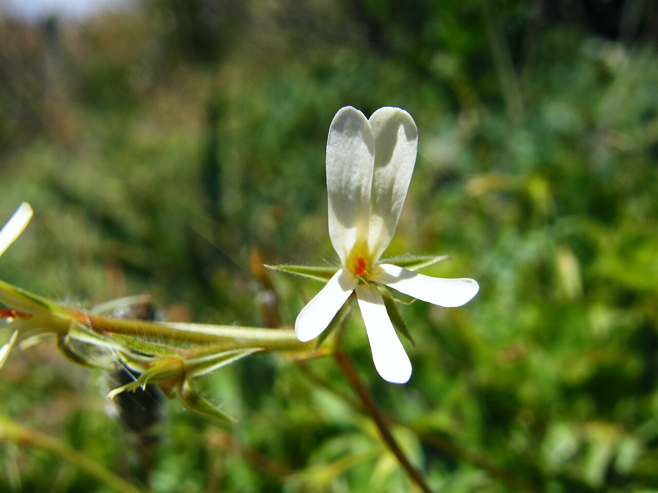 Pelargonium elongatum: Pelargonium elongatum