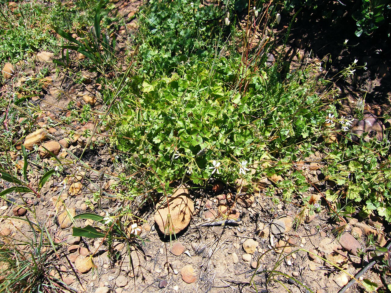 Pelargonium elongatum: Pelargonium elongatum on Table Mountain, Cape Town
