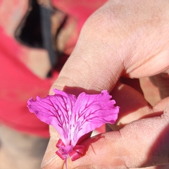 Pelargonium endlicherianum (Pelargonium endlicherianum)