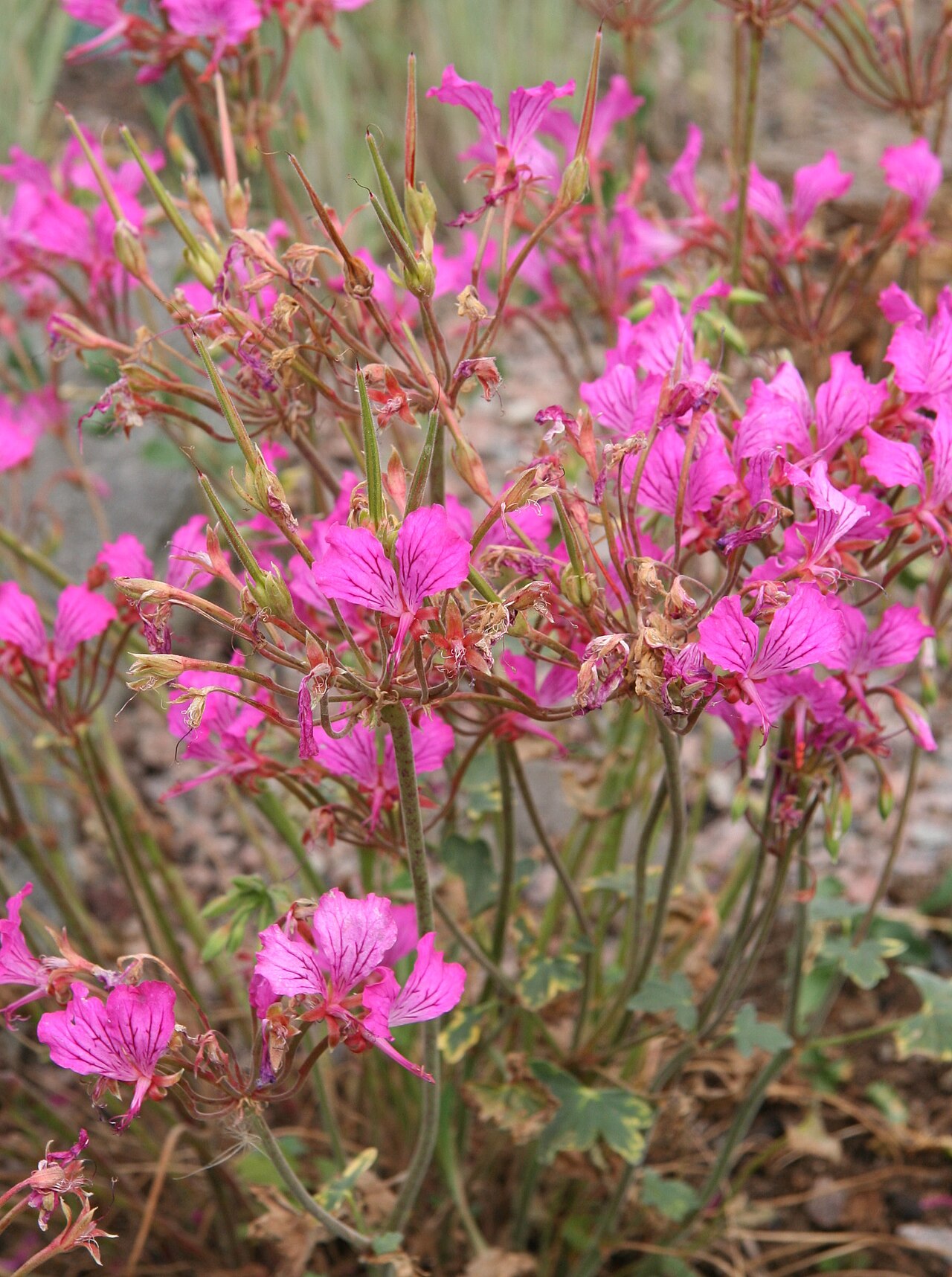 Pelargonium endlicherianum: Pelargonium endlicherianum im Botanischen Garten Kopenhagen