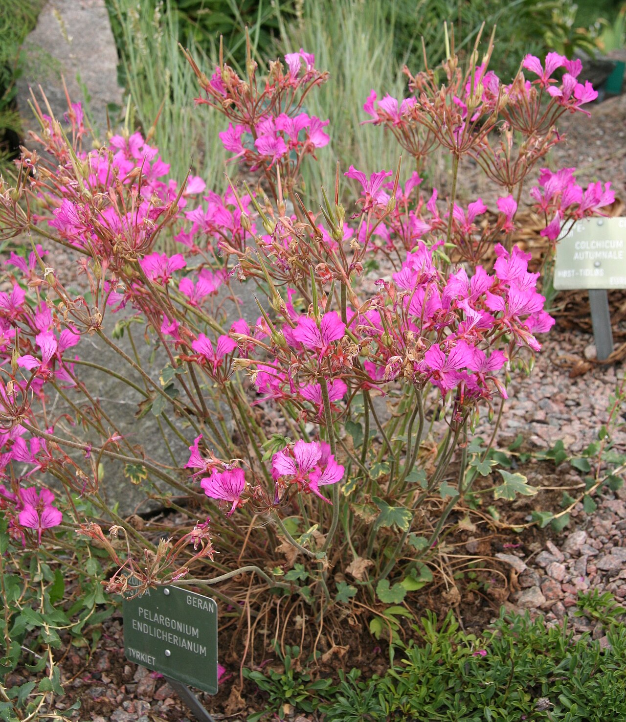 Pelargonium endlicherianum: Pelargonium endlicherianum im Botanischen Garten Kopenhagen