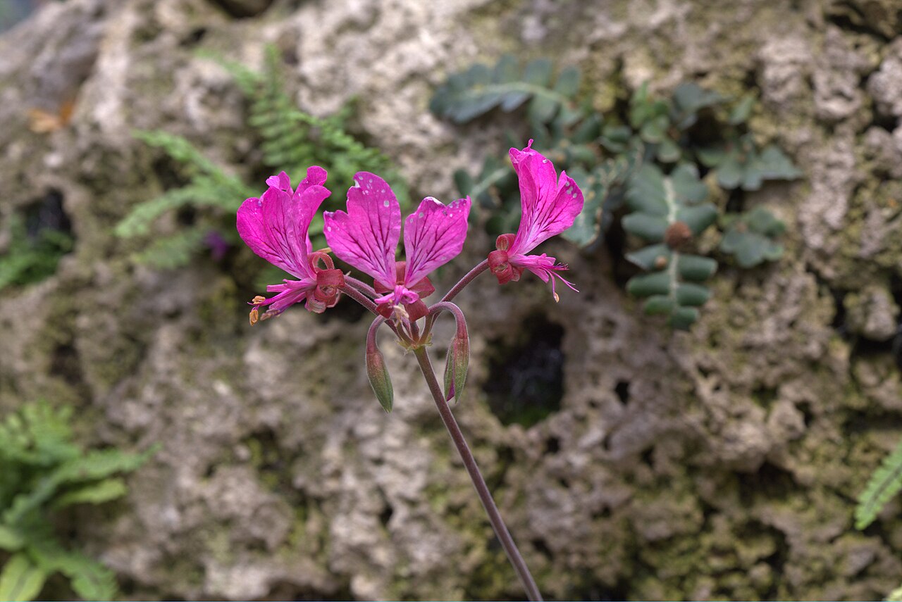 Pelargonium endlicherianum: Pelargonium endlicherianum in Gothenburg botanical garden. Plant id: 1993-1504 p W -- Pasche