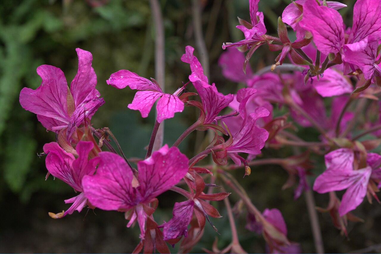Pelargonium endlicherianum: Pelargonium endlicherianum in Gothenburg botanical garden. Plant id: 1993-1504 p W -- Pasche