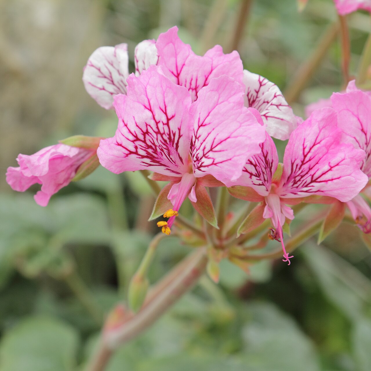 Pelargonium endlicherianum: Pelargonium endlicherianum, identifierad med hjälp av befintlig skylt vid Kew Gardens , London.