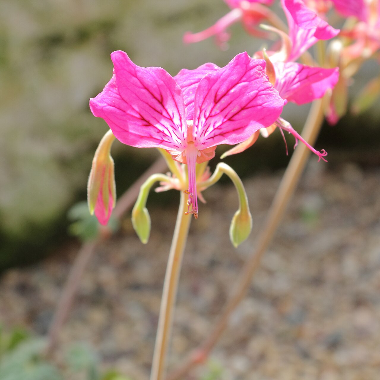 Pelargonium endlicherianum: Pelargonium endlicherianum, identifierad med hjälp av befintlig skylt vid Kew Gardens , London.