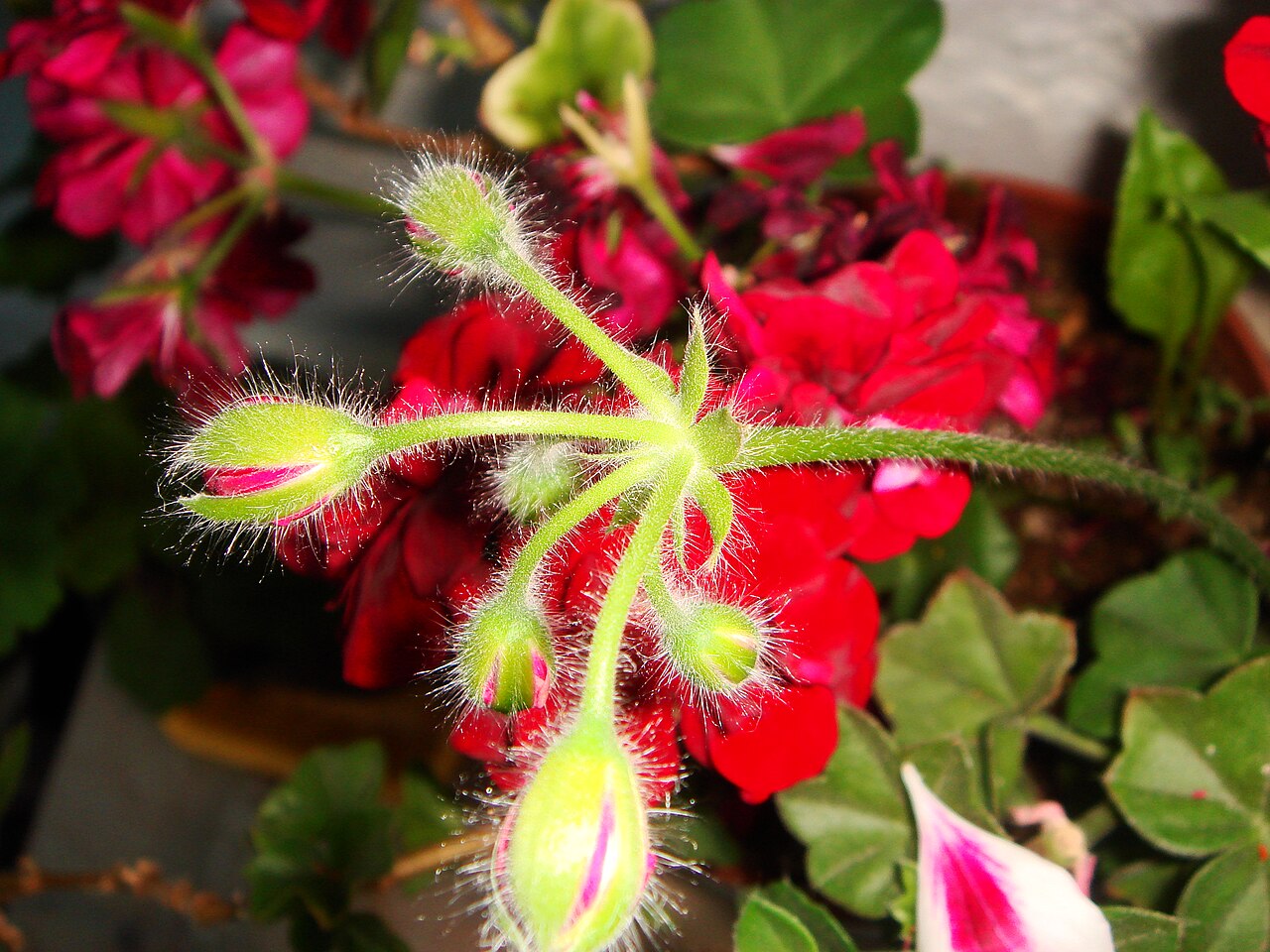 Pelargonium endlicherianum: pelargonium endlicherianum=Sardunya