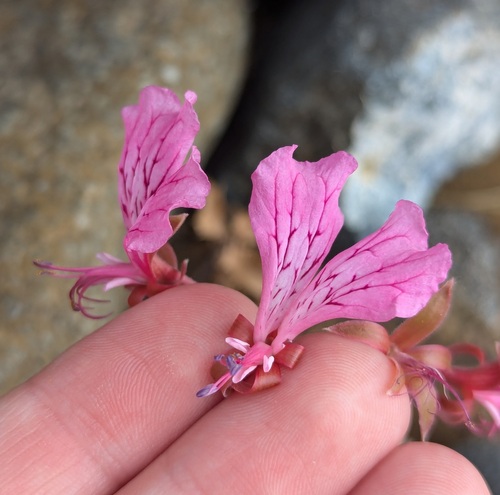 Pelargonium endlicherianum (Pelargonium endlicherianum)