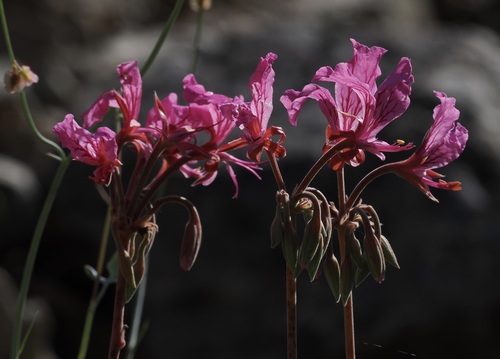 Pelargonium endlicherianum (Pelargonium endlicherianum)