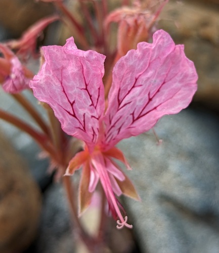 Pelargonium endlicherianum (Pelargonium endlicherianum)