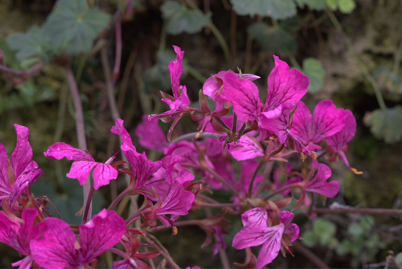 Pelargonium endlicherianum: Pelargonium endlicherianum in Gothenburg botanical garden. Plant id: 1993-1504 p W -- Pasche