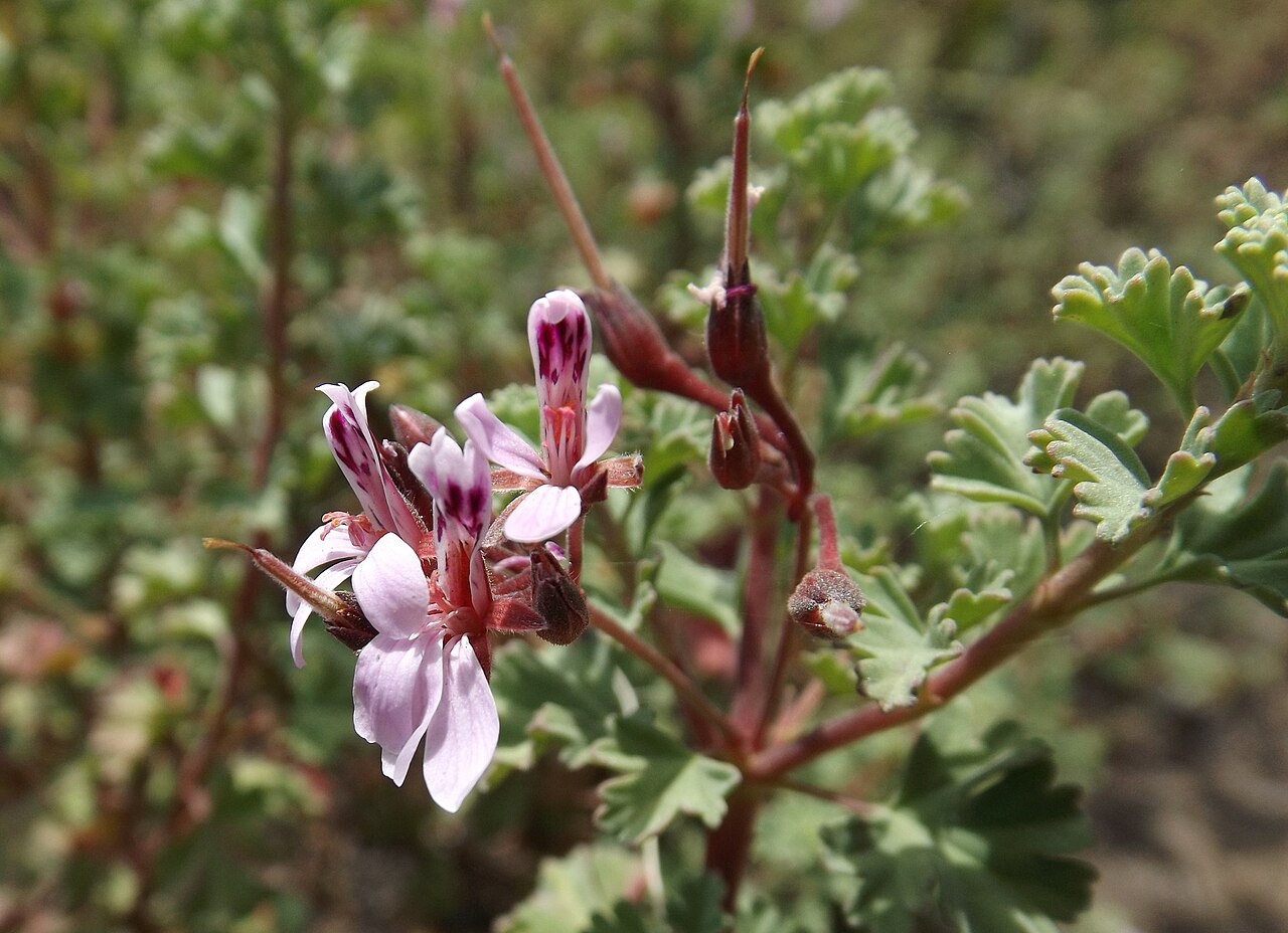 Pelargonium exstipulatum: Pelargonium exstipulatum in the UC Botanical Garden, Berkeley, California, USA Plant ID from the garden sign