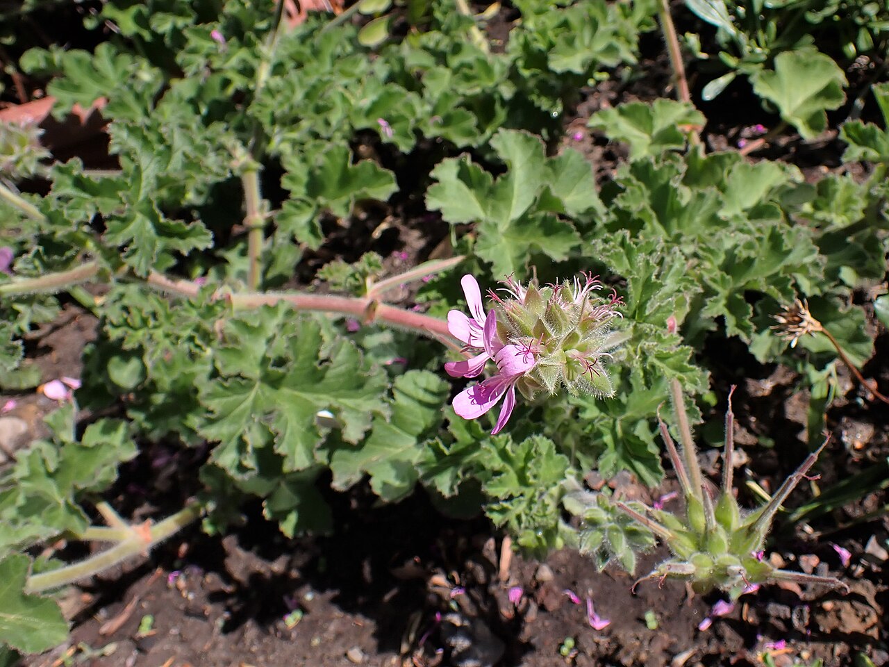 Pelargonium exstipulatum: Pelargonium exstipulatum in the Botanischer Garten, Berlin-Dahlem