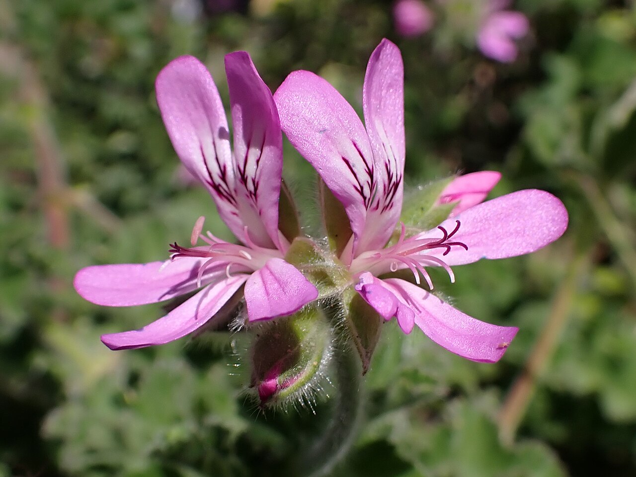 Pelargonium exstipulatum: Pelargonium exstipulatum in the Botanischer Garten, Berlin-Dahlem