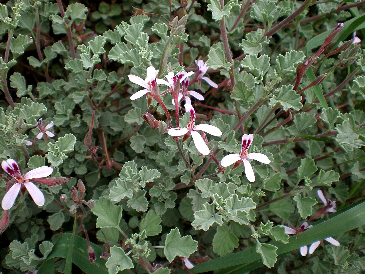 Pelargonium exstipulatum: Jardín Botánico de Barcelona.