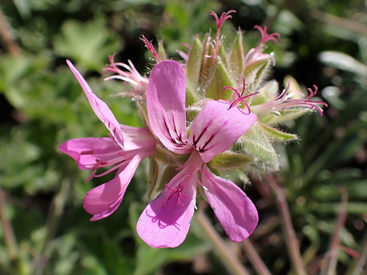 Pelargonium exstipulatum: Pelargonium exstipulatum in the Botanischer Garten, Berlin-Dahlem