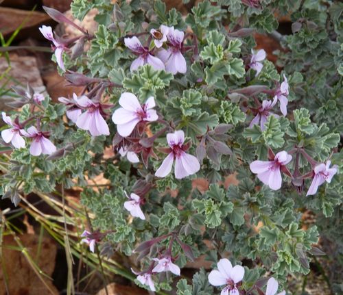 Pelargonium exstipulatum (Pelargonium exstipulatum)