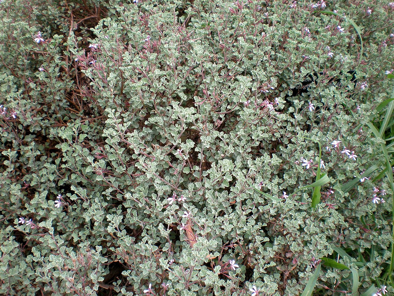Pelargonium exstipulatum: Jardín Botánico de Barcelona.