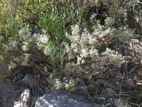 Pelargonium exstipulatum (Pelargonium exstipulatum)