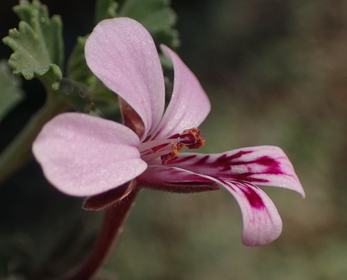 Pelargonium exstipulatum (Pelargonium exstipulatum)