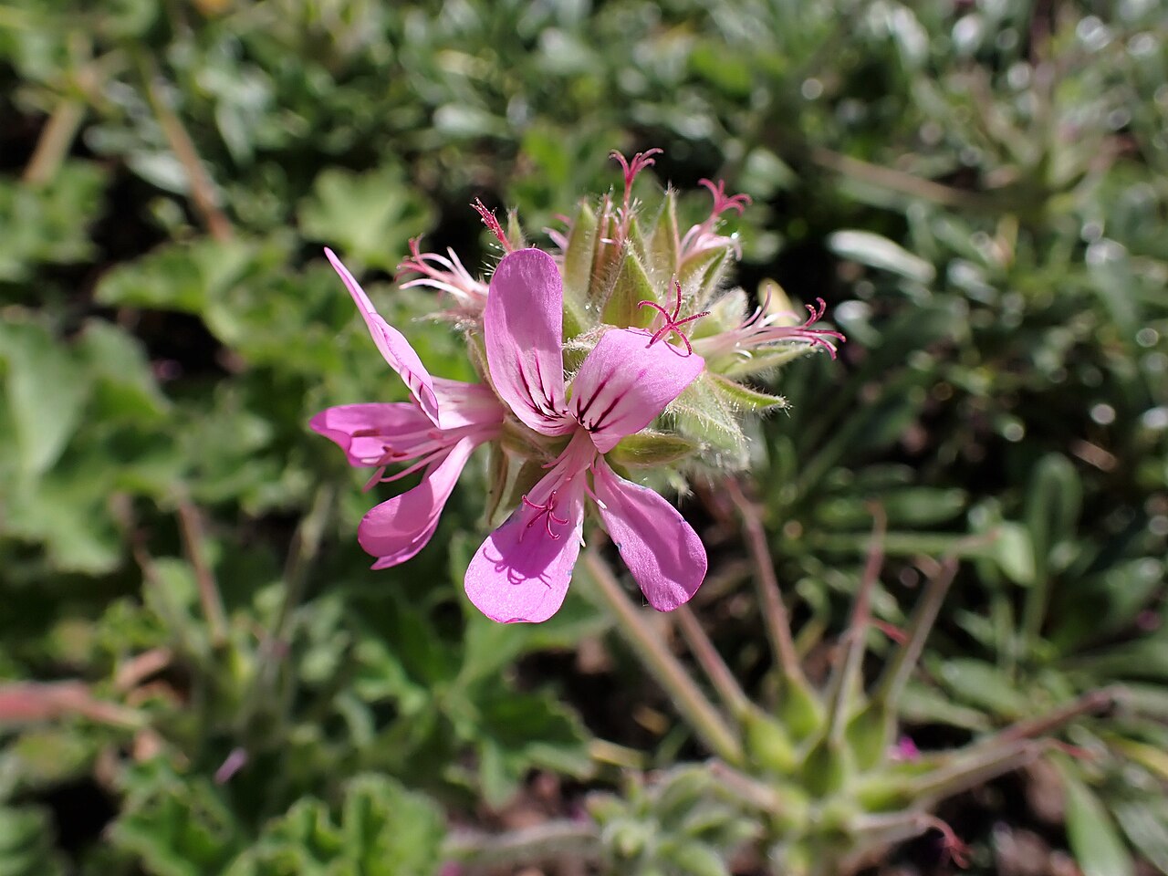 Pelargonium exstipulatum: Pelargonium exstipulatum in the Botanischer Garten, Berlin-Dahlem