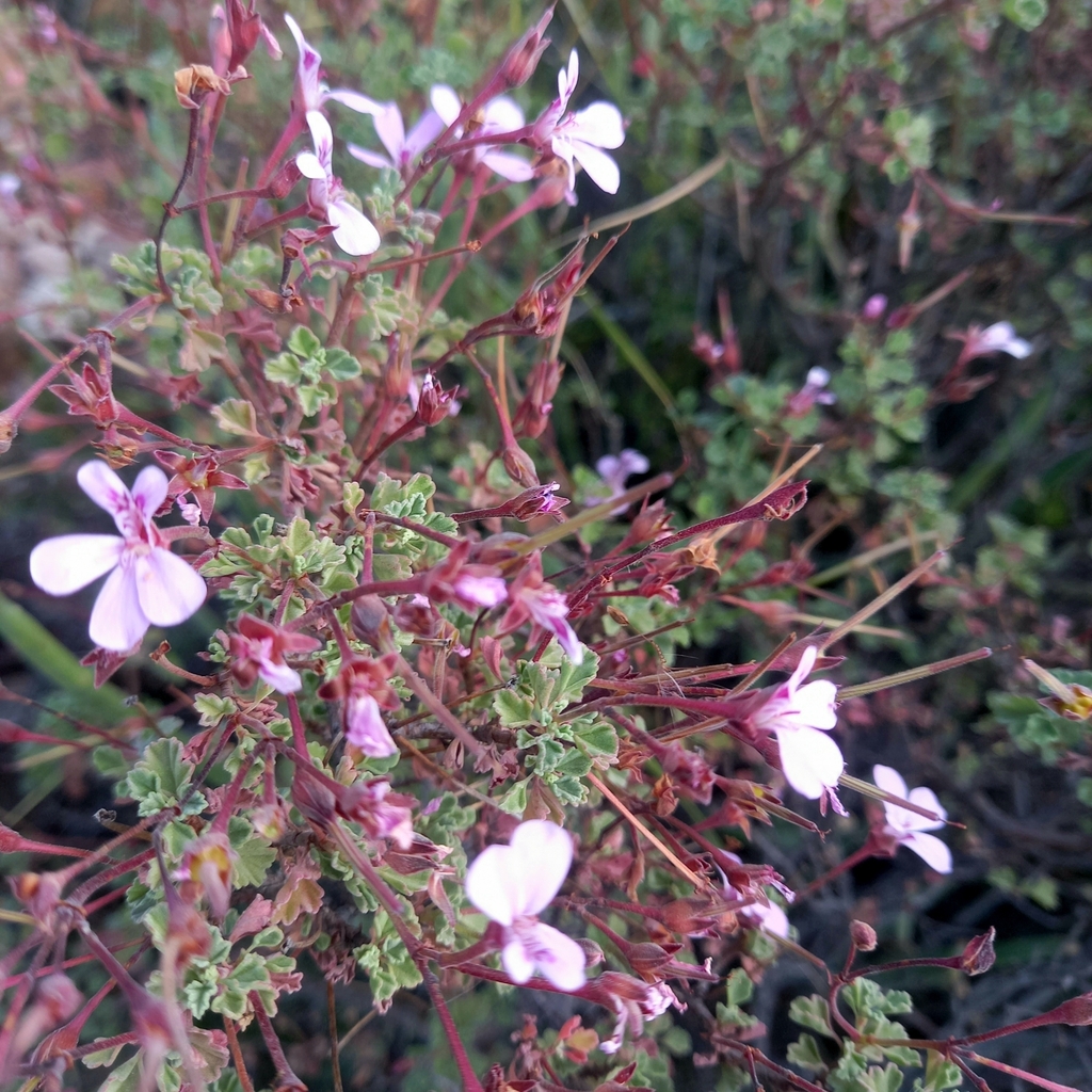Pelargonium exstipulatum (Pelargonium exstipulatum)