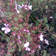 Pelargonium exstipulatum (Pelargonium exstipulatum)