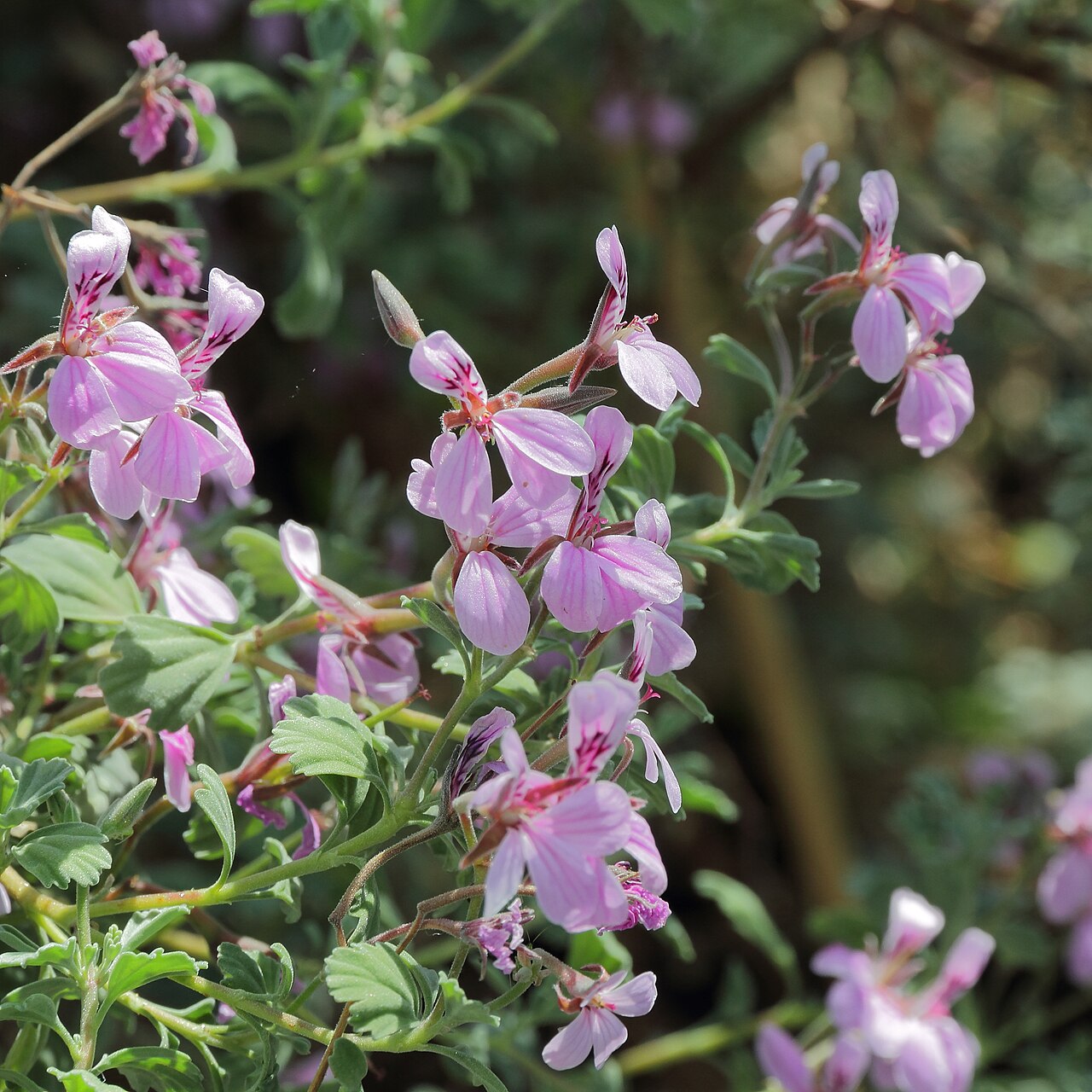 Pelargonium exstipulatum: Pelargonium exstipulatum i Bergianska trädgården .