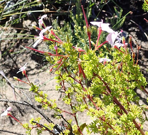 Pelargonium fruticosum: Pelargonium fruticosum , photographed by Nicola van Berkel on 21 September 2018 in the Little Karoo at Rooiberg Conservancey, Ladismith county, Western Cape pro