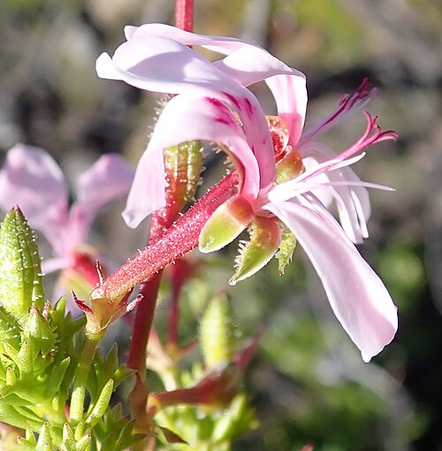 Pelargonium fruticosum: Pelargonium fruticosum , photographed by Nicola van Berkel on 21 September 2018 in the Little Karoo at Rooiberg Conservancey, Ladismith county, Western Cape pro