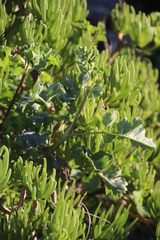 Pelargonium gibbosum (Pelargonium gibbosum)
