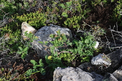 Pelargonium gibbosum (Pelargonium gibbosum)