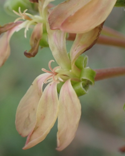 Pelargonium gibbosum (Pelargonium gibbosum)