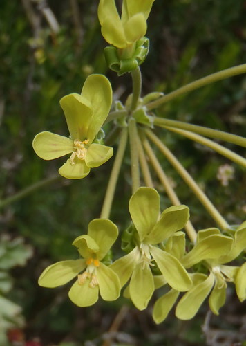 Pelargonium gibbosum (Pelargonium gibbosum)