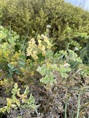 Pelargonium gibbosum (Pelargonium gibbosum)