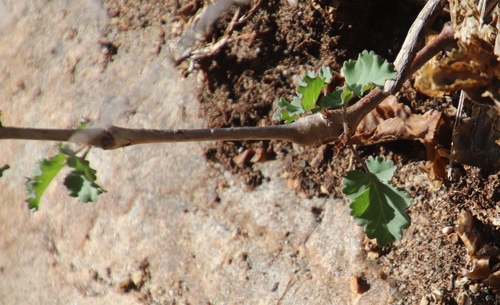 Pelargonium gibbosum (Pelargonium gibbosum)