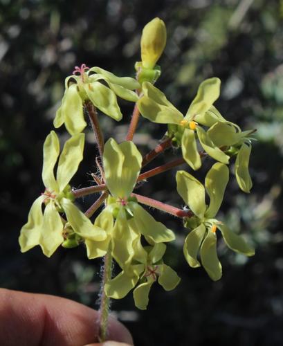 Pelargonium gibbosum (Pelargonium gibbosum)