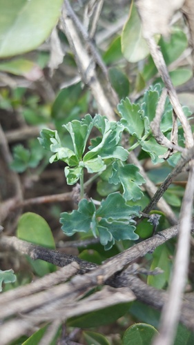 Pelargonium gibbosum (Pelargonium gibbosum)