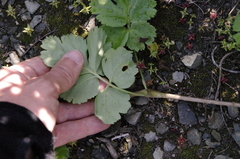 Pelargonium gibbosum (Pelargonium gibbosum)