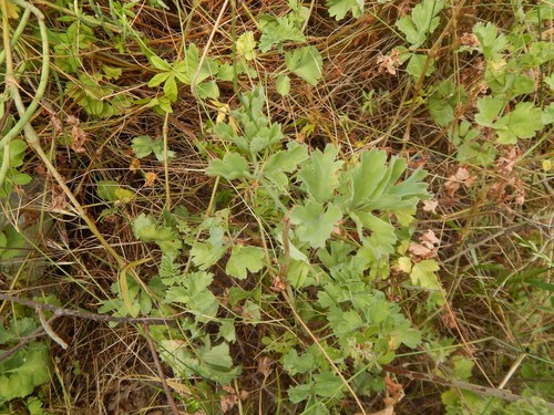 Pelargonium gibbosum (Pelargonium gibbosum)