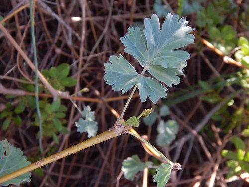 Pelargonium gibbosum (Pelargonium gibbosum)